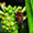 Serie Naturaleza